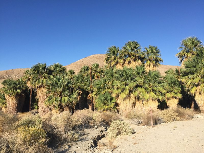 Arrival to the Hidden Palms Oasis.