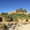 Arrival to the Hidden Palms Oasis.