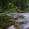 Siouxon Creek at low water