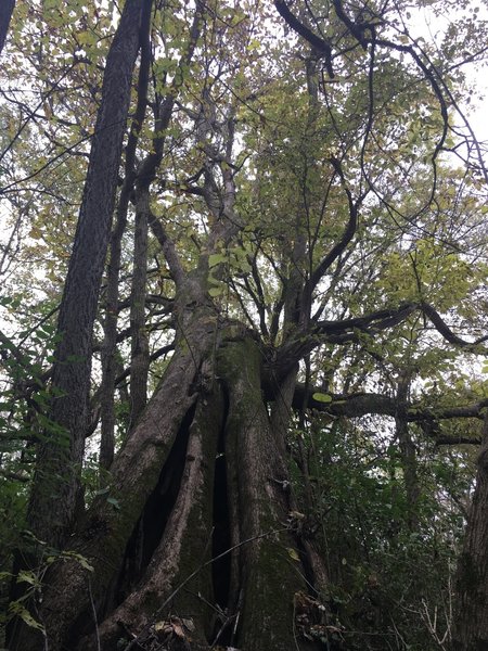 One of the many interesting old trees on the property