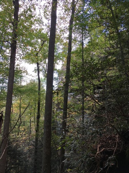 Climbing out of the forest towards Tunnel Ridge