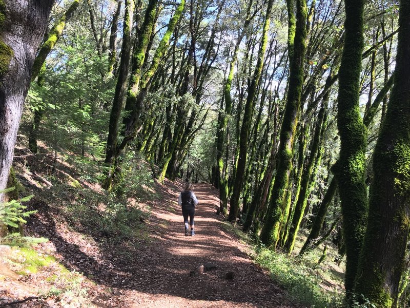 A few minutes after the trailhead going into the forest, away from freeway noise