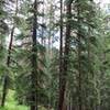 Trail between pine trees