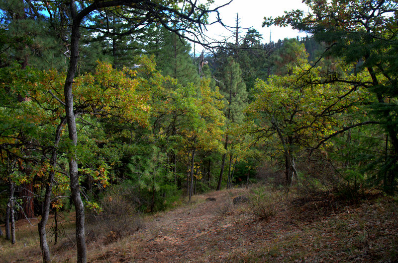 Further up the Tygh Creek Trail