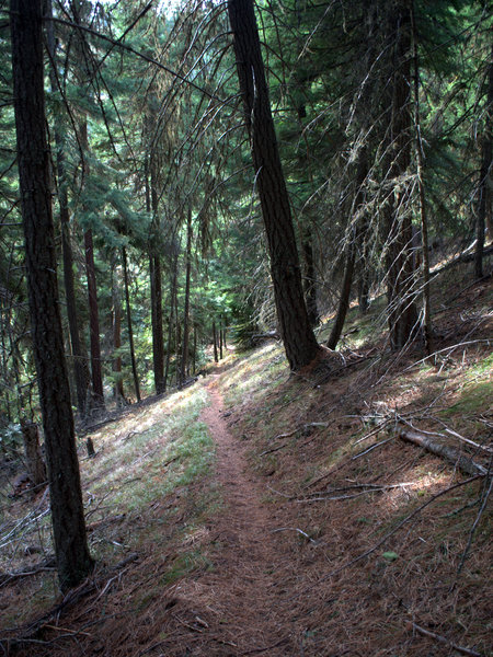 The Little Badger Trail on the ridge above Little Badger Creek