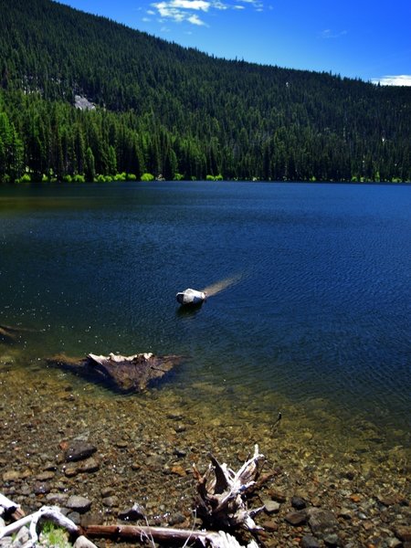 Badger Lake from the end of trail #479