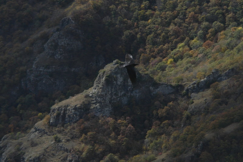 The bird is flying near mountains