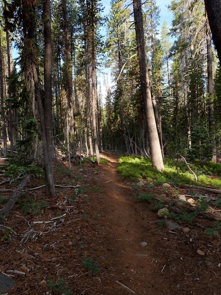 Along the Fourmile Lake Trail