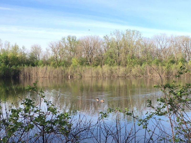 Canadian geese on one of the interior ponds