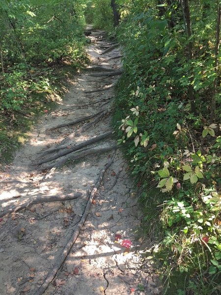 Watch your step on the Dogwood Hill Trail.