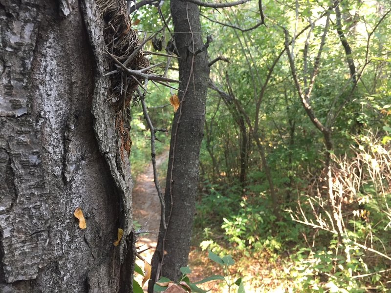 Mind the honey locust trees