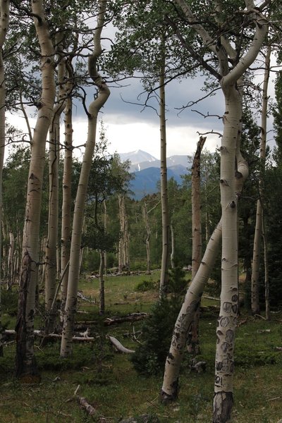 Beautiful Aspen stand on way down from Quandary