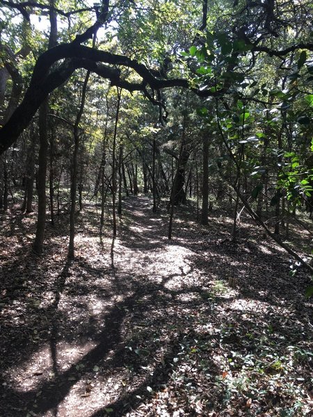 A beatiful view directly on the trail, that makes you feel like you're wandering through the forest.