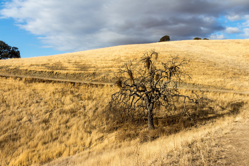 A dry burnt tree on Eagle Crest Trail