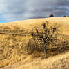 A dry burnt tree on Eagle Crest Trail