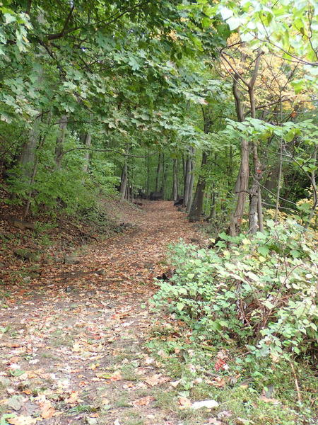 Huyers Landing Trail - old woods road at the bottom.