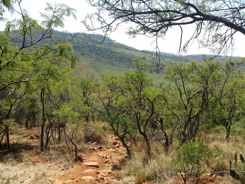 A view from the Sunbird Trail descent.