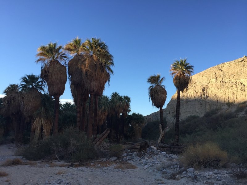 Pushwalla Palms from north, looking south.