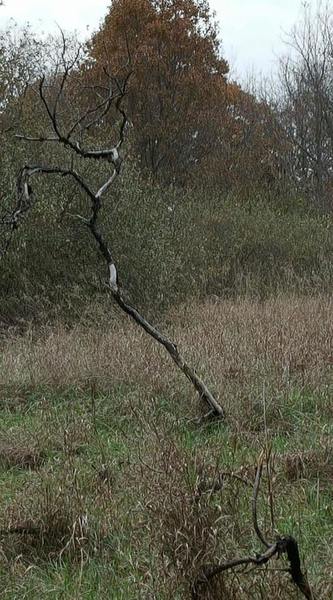 Running by clearing. Saw this interesting tree.