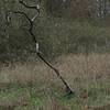 Running by clearing. Saw this interesting tree.