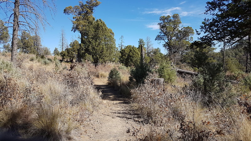 Trail in November.