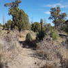 Trail in November.