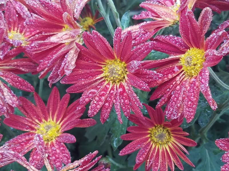 Aster with autumn morning dew. Near the Powell Gardens Visitors Center.
