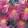 Aster with autumn morning dew. Near the Powell Gardens Visitors Center.