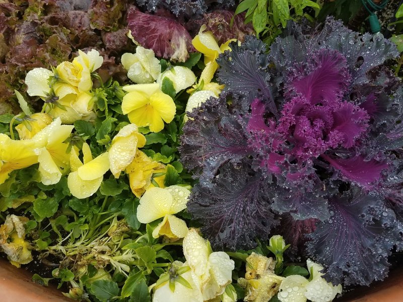 Cabbage and Pansies in November-Visitor's Center at Powell Gardens