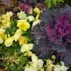 Cabbage and Pansies in November-Visitor's Center at Powell Gardens