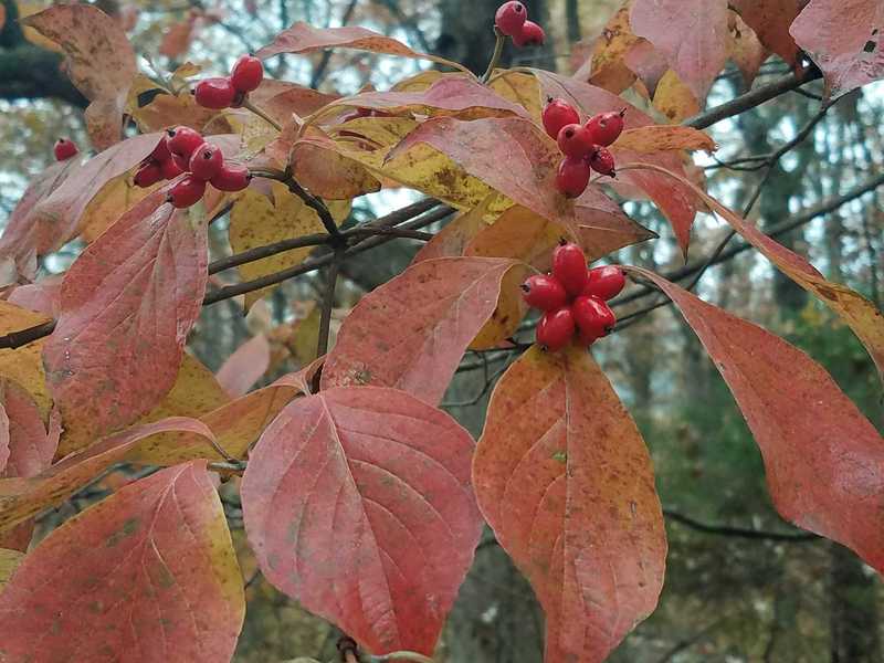 November Color-Woodland Garden at Powell Gardens