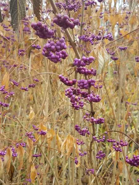 Berries in November-Perennial Garden at Powell Gardens