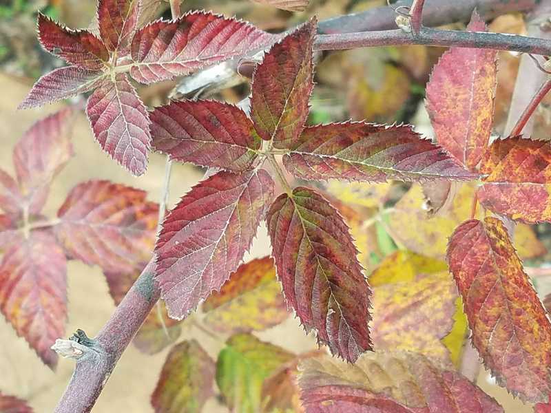 Autumn Color-Heartland Harvest Garden at Powell Gardens