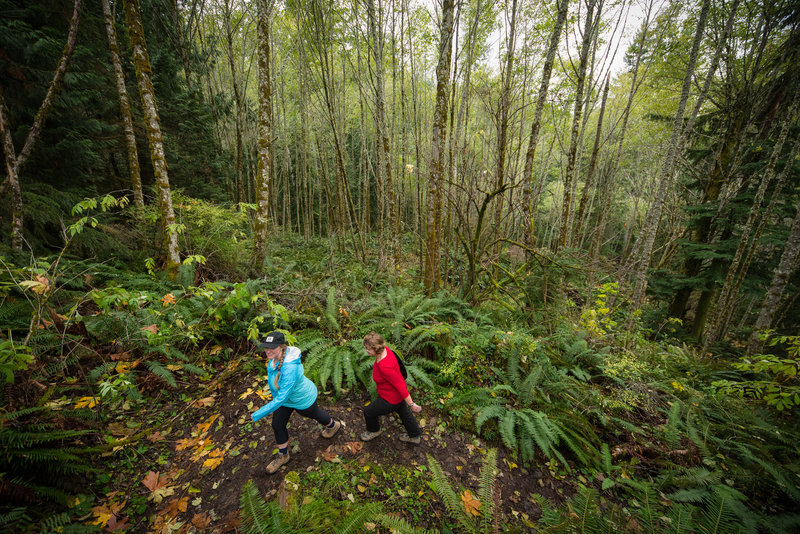 The forest around the Lake Whatcom View Trail gets more vibrant the higher up you climb.