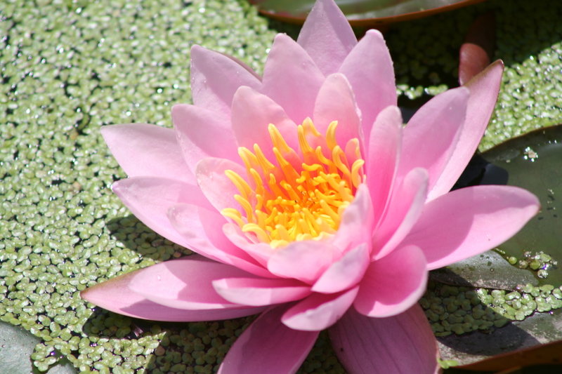 Pink Water Lily on the Island Garden-Powell Gardens