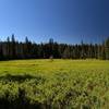 Sphagnum Bog near Crater Springs