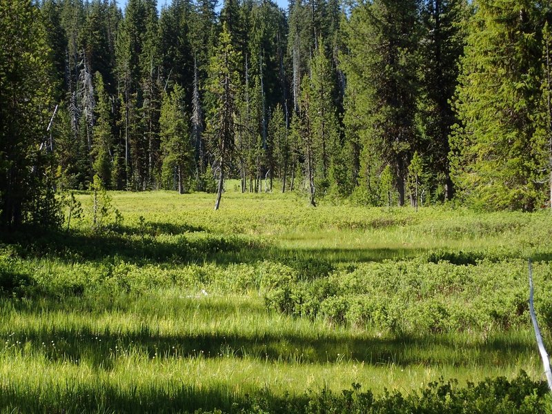 Sphagnum Bog near Crater Springs