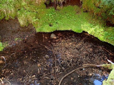 Oasis Spring - Source of the Middle Fork of National Creek