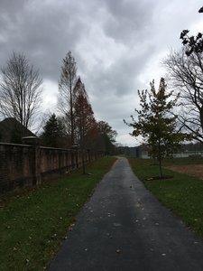 Path between the marked trees