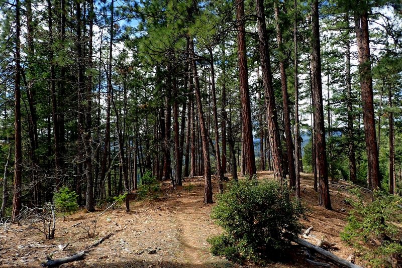 A grove of Ponderosa pines along the #918 Trail.