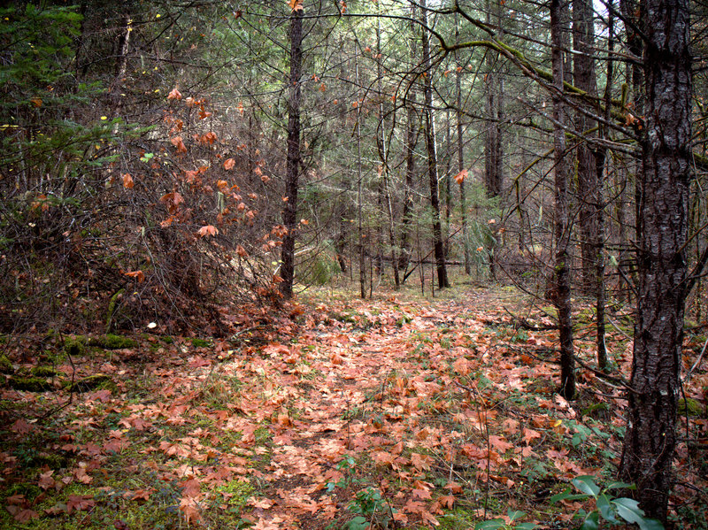 The lower, western, end of the #920 trail