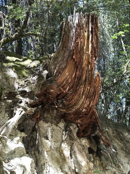 Stump sticking out the side of a decomposing granite canyon wall.