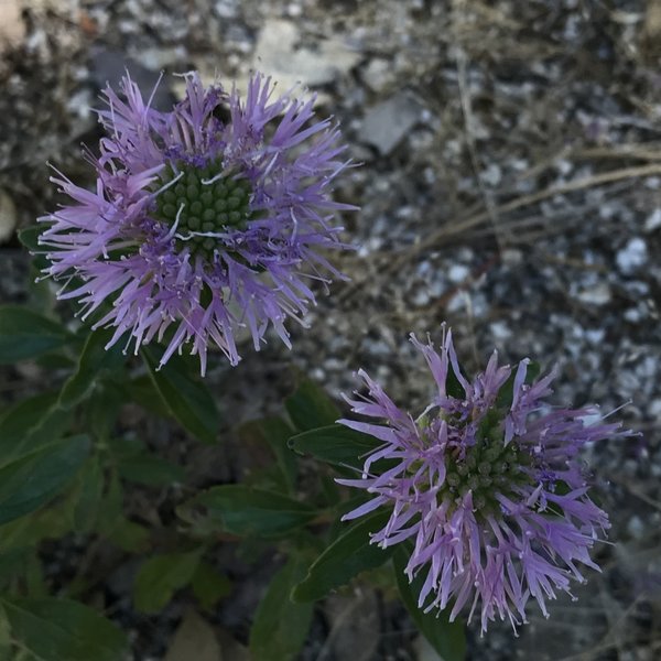 Wildflowers