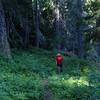 The lower reaches of the Elk Creek Trail