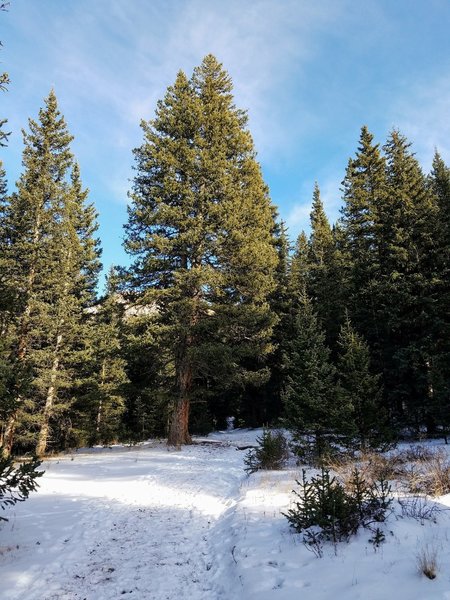 Wide Easy Path on Horsethief Falls Trail (#704AA)