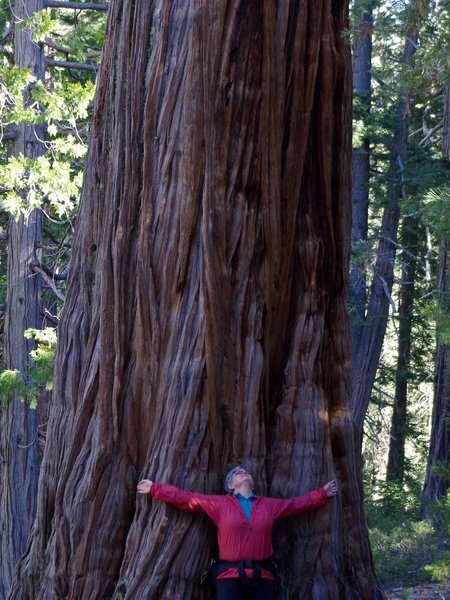 Really big cedars live in Cedar Basin