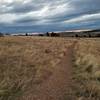 Looking east, from the junction of the Mesa Trail with the South Boulder Creek West trail.