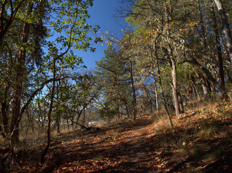 Along the East Applegate Ridge Trail