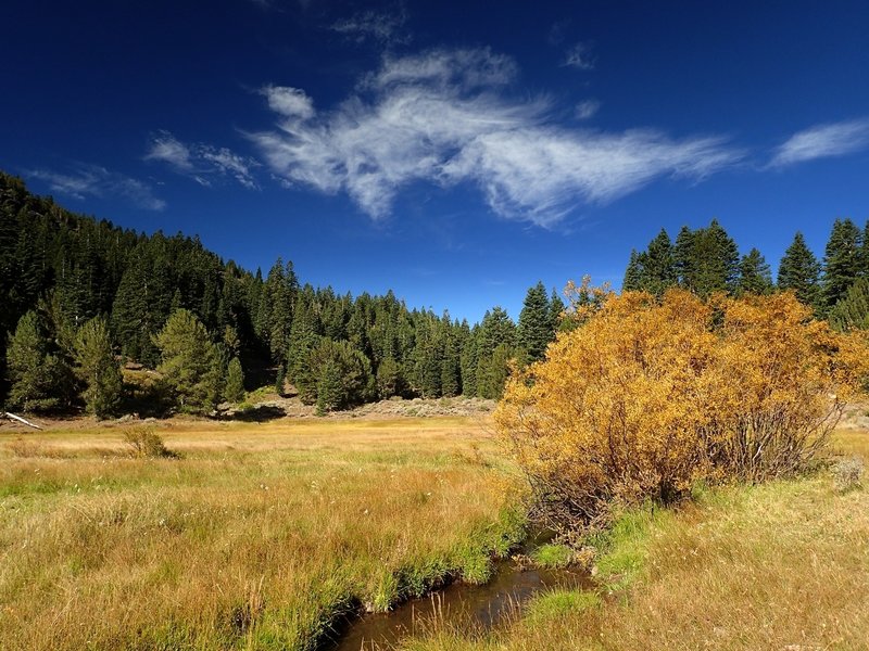 A meadow in Pine Creek Basin