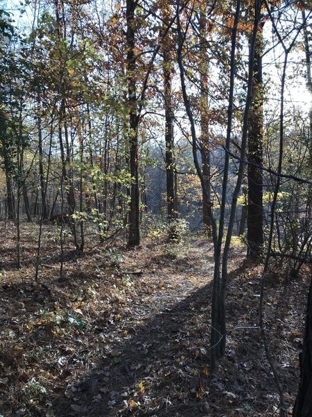 Looking down the trail where it connects with Reedy Creek Trail.